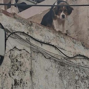 Χωρίς στήριξη από τον Δήμο Νίκαιας – Αγίου Ιωάννη Ρέντη εθελοντές φροντίζουν επιπλέον κακοποιημένα σκυλιά (βίντεο) 4 NikaiaAttikisSkyliaTaratsa27 3 2026 36