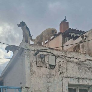 Χωρίς στήριξη από τον Δήμο Νίκαιας – Αγίου Ιωάννη Ρέντη εθελοντές φροντίζουν επιπλέον κακοποιημένα σκυλιά (βίντεο) 5 NikaiaAttikisSkyliaTaratsa27 3 2026 37
