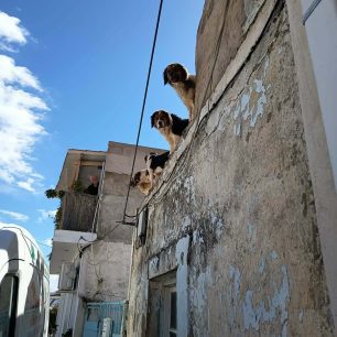 Χωρίς στήριξη από τον Δήμο Νίκαιας – Αγίου Ιωάννη Ρέντη εθελοντές φροντίζουν επιπλέον κακοποιημένα σκυλιά (βίντεο) 16 NikaiaAttikisSkyliaTaratsa3 4 2026 10