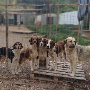 Χωρίς στήριξη από τον Δήμο Νίκαιας – Αγίου Ιωάννη Ρέντη εθελοντές φροντίζουν επιπλέον κακοποιημένα σκυλιά (βίντεο) 15 NikaiaAttikisSkyliaTaratsa5 4 2026 1