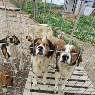 Χωρίς στήριξη από τον Δήμο Νίκαιας – Αγίου Ιωάννη Ρέντη εθελοντές φροντίζουν επιπλέον κακοποιημένα σκυλιά (βίντεο) 14 NikaiaAttikisSkyliaTaratsa5 4 2026 2