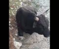 Νοκολός Μεσσηνίας: Βρήκε αγελάδα πυροβολημένη με κυνηγετικό όπλο – Το ζώο πέθανε (βίντεο)