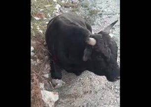 Νοκολός Μεσσηνίας: Βρήκε αγελάδα πυροβολημένη με κυνηγετικό όπλο – Το ζώο πέθανε (βίντεο)