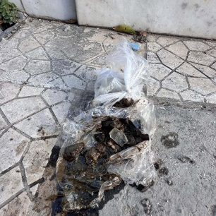 Π. Φάληρο Αττικής: Φόλες με γυαλιά στην οδό Καραολή και Δημητρίου 1 PalaioFaliroAttikisFolesKreasGyalia31 3 2026 1
