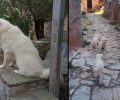Ποιος απαγορεύει τη σίτιση αδέσποτων κουταβιών στην Πάλυρο Λακωνίας; (Βίντεο)