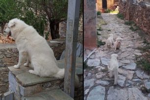 Ποιος απαγορεύει τη σίτιση αδέσποτων κουταβιών στην Πάλυρο Λακωνίας; (Βίντεο)