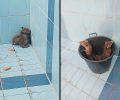 Πανόραμα Θεσσαλονίκης: Πυροσβέστης απεγκλώβισε από πισίνα νεαρά αλεπουδάκια – Απελευθερώθηκαν στο δάσος (βίντεο)