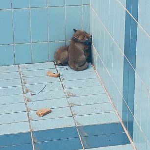 Πανόραμα Θεσσαλονίκης: Πυροσβέστης απεγκλώβισε από πισίνα νεαρά αλεπουδάκια – Απελευθερώθηκαν στο δάσος (βίντεο) 1 PanoramaThessalonikisAlepoudakiaPisina20 4 2026 1