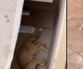 Με φόλες δολοφόνησε γάτες στην περιοχή του Παπάγου Αττικής