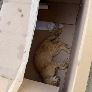 Ακόμη μια γάτα νεκρή από φόλα στου Παπάγου Αττικής 2 PapagouAttikisDilitiriasmenesGates15 4 2026 2
