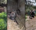 Πελεκανάδα Μεσσηνίας: Έσωσαν τρία άρρωστα και εξαθλιωμένα σκυλιά που βρέθηκαν σε καλύβα (βίντεο)