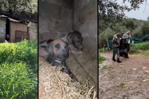 Πελεκανάδα Μεσσηνίας: Έσωσαν τρία άρρωστα και εξαθλιωμένα σκυλιά που βρέθηκαν σε καλύβα (βίντεο)