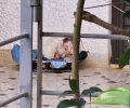 Πόρτο Ράφτη Αττικής: Πυροβολημένη στο κεφάλι με αεροβόλο γάτα που βρέθηκε σε τραγική κατάσταση στο Πανόραμα (βίντεο)