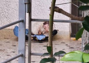 Πόρτο Ράφτη Αττικής: Πυροβολημένη στο κεφάλι με αεροβόλο γάτα που βρέθηκε σε τραγική κατάσταση στο Πανόραμα (βίντεο)