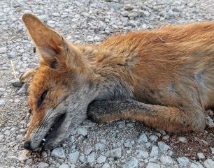 Αρχίζει η από αέρος ρίψη εμβολίων για την προστασία της κόκκινης αλεπούς