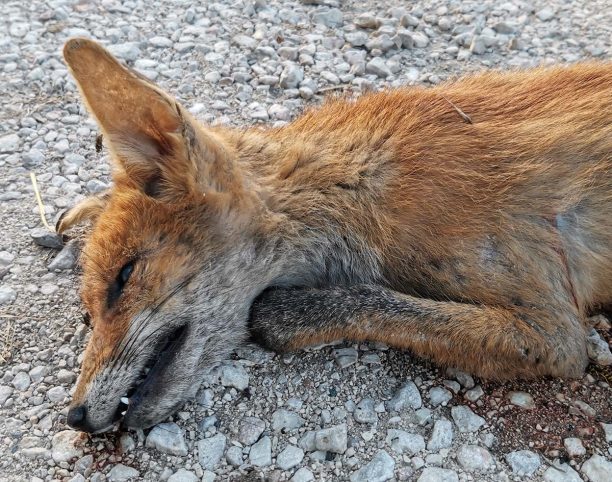 Άρχισε η θανάτωση αλεπούδων από κυνηγούς κατ’ εντολή ΥΠ.Α.Α.Τ. για να ελεγχθεί ο αντιλυσσικός εμβολιασμός – Άλλη λύση δεν υπάρχει;