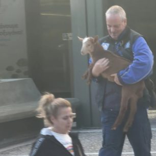 Συστηματική και για χρόνια κακοποίηση κατσικιών, κοτών και άλλων ζώων στον Πύργο Αθηνών στους Αμπελόκηπους (βίντεο) 12 PyrgosAthinonAmpelokipoiKatsikes1 4 2026 1