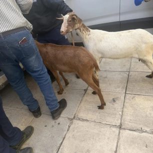 Συστηματική και για χρόνια κακοποίηση κατσικιών, κοτών και άλλων ζώων στον Πύργο Αθηνών στους Αμπελόκηπους (βίντεο) 13 PyrgosAthinonAmpelokipoiKatsikes1 4 2026 3