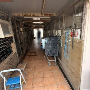 Συστηματική και για χρόνια κακοποίηση κατσικιών, κοτών και άλλων ζώων στον Πύργο Αθηνών στους Αμπελόκηπους (βίντεο) 7 PyrgosAthinonAmpelokipoiKotesPtina31 3 2026 14