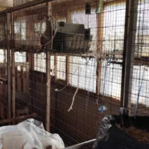 Συστηματική και για χρόνια κακοποίηση κατσικιών, κοτών και άλλων ζώων στον Πύργο Αθηνών στους Αμπελόκηπους (βίντεο) 3 PyrgosAthinonAmpelokipoiKotesPtina31 3 2026 3