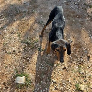 Χωρίς πρόγραμμα περίθαλψης και στειρώσεις για τ’ αδέσποτα ο Δήμος Ραφήνας Πικερμίου 9 SkyliaRafinasPikermiou2026 3