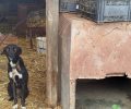 Ταυρωνίτης Χανίων: Κτηνοτρόφοι - πατέρας και γιος - διώκονται για την κακοποίηση των 8 σκυλιών τους