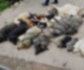 Τι επισημαίνει ο δήμαρχος Πολυγύρου για τη μαζική δολοφονία σκυλιών με φόλες στον Βάβδο Χαλκιδικής (βίντεο)