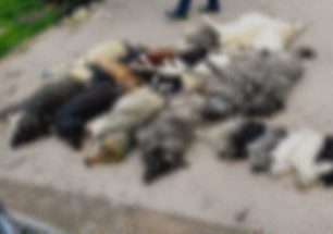 Τι επισημαίνει ο δήμαρχος Πολυγύρου για τη μαζική δολοφονία σκυλιών με φόλες στον Βάβδο Χαλκιδικής (βίντεο)