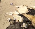 Βάβδος Χαλκιδικής: Πάνω από 20 σκυλιά δολοφονημένα με φόλες (βίντεο)