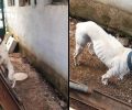 Καταδικάστηκαν και στο Εφετείο οι γυναίκες που κακοποίησαν διαδοχικά τον σκύλο τους στο Χαϊδάρι Αττικής