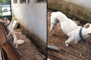 Καταδικάστηκαν και στο Εφετείο οι γυναίκες που κακοποίησαν διαδοχικά τον σκύλο τους στο Χαϊδάρι Αττικής
