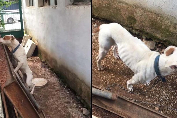Καταδικάστηκαν και στο Εφετείο οι γυναίκες που κακοποίησαν διαδοχικά τον σκύλο τους στο Χαϊδάρι Αττικής