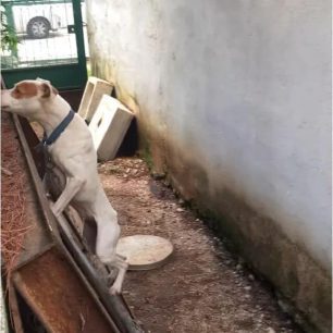 XaidariAttikisSkylosPitbull27 12 2020 2