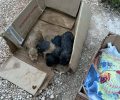 Ζάκυνθος: Έκκληση για να σωθούν νεογέννητα κουτάβια που βρέθηκαν σε τσουβάλι πεταμένα στο χωριό Αμπελόκηποι (βίντεο)