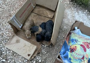 Ζάκυνθος: Έκκληση για να σωθούν νεογέννητα κουτάβια που βρέθηκαν σε τσουβάλι πεταμένα στο χωριό Αμπελόκηποι (βίντεο)
