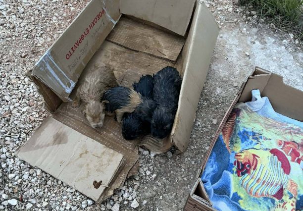 Ζάκυνθος: Έκκληση για να σωθούν νεογέννητα κουτάβια που βρέθηκαν σε τσουβάλι πεταμένα στο χωριό Αμπελόκηποι (βίντεο)