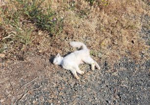 Αγία Κυριακή Λακωνίας: Τέσσερις γάτες νεκρές πιθανότατα από φόλες μέσα σε μερικές ημέρες