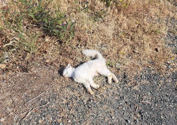 Αγία Κυριακή Λακωνίας: Τέσσερις γάτες νεκρές πιθανότατα από φόλες μέσα σε μερικές ημέρες