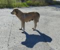 Μαγνησία: Επιμένουν αυτόπτες μάρτυρες για τη δολοφονία σκυλιών με φόλες στην Αγία Τριάδα - Ο Δήμος Αλμυρού το διαψεύδει με καθυστέρηση