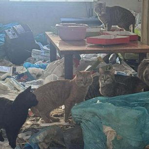 Αθήνα: Σε τραγική κατάσταση μέσα σε σκουπίδια ύψους μισού μέτρου βρέθηκαν 9 γάτες σε διαμέρισμα συλλέκτριας στους Αμπελόκηπους 1 AmpelokipoiAthinaSyllektriaSevastoupoleos2 2026 1