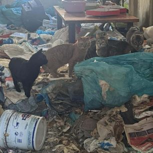 Αθήνα: Σε τραγική κατάσταση μέσα σε σκουπίδια ύψους μισού μέτρου βρέθηκαν 9 γάτες σε διαμέρισμα συλλέκτριας στους Αμπελόκηπους 2 AmpelokipoiAthinaSyllektriaSevastoupoleos2 2026 2