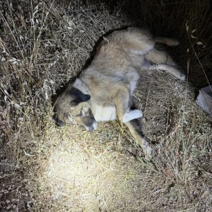 Ασπρόπυργος Αττικής: Συνελήφθη άνδρας που πυροβόλησε σκύλο 1 AspropyrgosAttikisPyrovolimenosSkylos7 5 2026 1