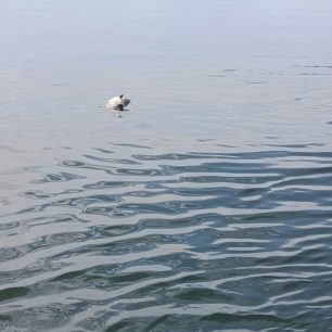 Μαμά δελφίνι θρηνεί και κρατάει επί μέρες κοντά της το νεκρό παιδί της στον Αμβρακικό Κόλπο (βίντεο) 1 DelfiniPaidakiMiteraAmvrakikos12 5 2026 2
