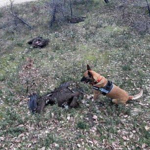 Ανύπαρκτη αντίδραση από το κατ’ όνομα Υπουργείο Περιβάλλοντος παρά τους πολλούς δολοφονημένους Μαυρόγυπες με φόλες στον Έβρο 10 EvrosNekrosMavrogypasDilitiriasmenos11 3 2026 5