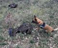 Ανύπαρκτη αντίδραση από το κατ’ όνομα Υπουργείο Περιβάλλοντος παρά τους πολλούς δολοφονημένους Μαυρόγυπες με φόλες στον Έβρο