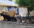 Αρτέμιδα Αττικής: Καταγγέλλει πως κάποιος σκοτώνει γάτες πυροβολώντας τα ζώα με αεροβόλο
