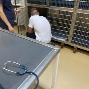 Γιαννιτσά Πέλλας: Κωπηλάτες βρήκαν στον ποταμό Λουδία σκύλο μέσα στις λάσπες σε τραγική κατάσταση (βίντεο) 10 GiannitsaPellasSkyliaPotamosLoudias27 5 2026 13