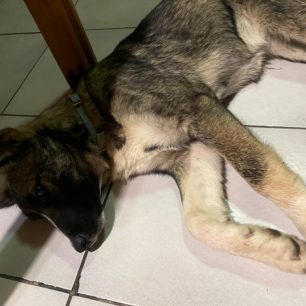 Γιαννιτσά Πέλλας: Κωπηλάτες βρήκαν στον ποταμό Λουδία σκύλο μέσα στις λάσπες σε τραγική κατάσταση (βίντεο) 5 GiannitsaPellasSkyliaPotamosLoudias27 5 2026 2