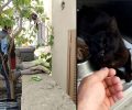 Καβάλα: Νοσηλεύεται γάτα που καρφώθηκε σε κάγκελα περίφραξης (βίντεο)