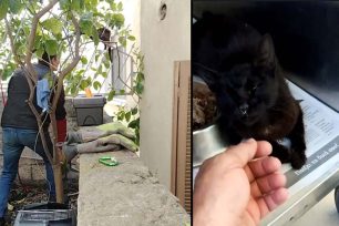 Καβάλα: Νοσηλεύεται γάτα που καρφώθηκε σε κάγκελα περίφραξης (βίντεο)